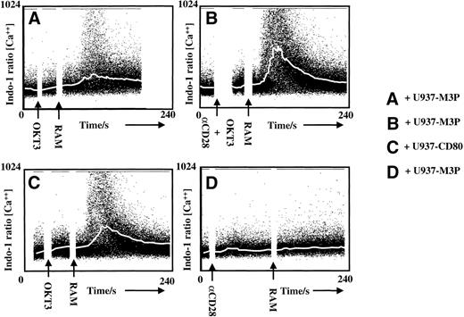 Fig. 4. CD28 stimulation lowers the threshold for TCR triggering. Calcium mobilization in normal Indo-1–loaded T cells, before and after TCR stimulation with anti-CD3 followed by cross-linking with polyclonal rabbit antimouse Ig antibody (RAM). The plots show intracellular calcium concentrations (ratio of bound:free Indo-1) over a 240-second time period. The white line represents the median calcium concentration at each 10-second time slice. In (A), a suboptimal level of anti-CD3 was determined that, with cross-linking in the presence of U937-M3P cells, gave poor median calcium mobilization. Costimulation through CD28 by addition of a specific activating antibody at the same time as anti-CD3 markedly increased the number of activated T cells (B) not seen using anti-CD28 alone (D). Enhanced T-cell activation was also seen when CD28 stimulation was provided by CD80+U937-CD80 cells instead of U937-M3Ps (C). U937-CD80 cells, in the absence of anti-CD3, also failed to trigger calcium mobilization (data not shown).