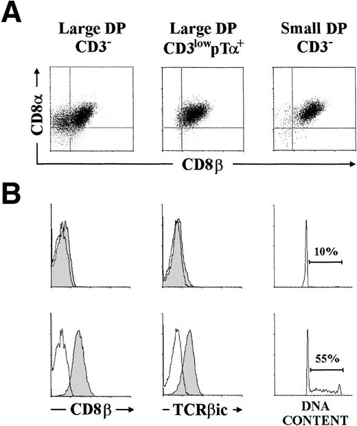 Fig. 1. Differential expression of CD8 and CD8β chains on distinct subsets of human pre-T cells: Intracytoplasmic TCRβ expression and cell-cycle progression are associated with CD8β chain expression. (A) Large CD3−, large CD3lowpT+, and small CD3− pre-T cells, isolated as described in Materials and Methods, were analyzed by two-color flow cytometry for CD8 versus CD8β expression. (B) Large CD3− CD4+CD8+ (DP) pre-T cells were fractionated by cell sorting into CD8+β−(top panels) and CD8+β+ (bottom panels) cells after labeling with the 2ST8-5H7 anti-CD8β MoAb plus PE-coupled goat antimouse IgG2a. Reanalysis of surface CD8β expression postsorting is shown (shaded histograms). Sorted cells were then analyzed by flow cytometry for intracytoplasmic TCRβ chain (TCRβic) expression (shaded histograms) and DNA content. Cytoplasmic background fluorescence was determined on sorted cells stained with a nonreactive mouse IgG1 MoAb plus PE-Cy5-coupled goat antimouse IgG1 (unshaded histograms). Percentages of cycling cells (in S and G2/M phases) are indicated. Results are representative of four independent experiments.