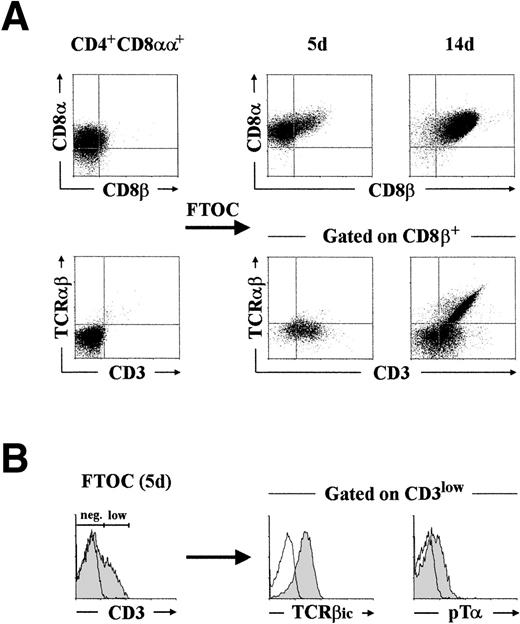 Fig. 3. Phenotypic analysis of the cellular progeny generated after differentiation of CD4+ CD8+human pre-T cells in FTOC. (A) CD4+CD8+ pre-T cells, isolated by cell sorting as described in Materials and Methods, were cultured in a hybrid hu/mo FTOC and analyzed after 5 and 14 days for the expression of CD8, CD8β, TCRβ, and CD3. Analysis of TCRβ versus CD3 was performed by three-color flow cytometry after electronic gating on the CD8β+ progeny. (B) Intracytoplasmic TCRβ (TCRβic) and surface pT expression (shaded areas) was analyzed after gating on the CD3low progeny recovered by day 5. Background fluorescence was determined with isotype-matched irrelevant MoAb and with a rabbit preimmune serum. A representative experiment out of three is shown.