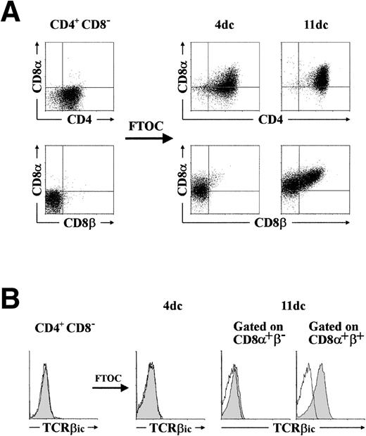 Fig. 4. CD4+ CD8+ human thymocytes are functional intermediates between CD3−CD4+ CD8− progenitors and CD4+ CD8β+ β-selected pre-T cells. (A) CD3− CD4+ CD8−thymocytes, isolated as described in Materials and Methods, were cultured in a hybrid hu/mo FTOC and analyzed after 4 and 11 days for the coexpression of CD4, CD8, and CD8β. (B) Intracytoplasmic TCRβ (TCRβic) expression (shaded areas) was analyzed by three-color flow cytometry in the cellular progeny recovered at day 4 of culture. By day 11, analysis was performed after electronic gating on the CD8+β− and the CD8+β+ progeny. Background fluorescence was determined with isotype-matched irrelevant MoAb. A representative experiment out of five is shown.