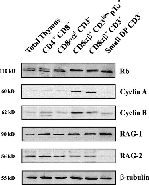 Fig. 5. Analysis of Rb phosphorylation, and expression of Cyclins A and B and RAG proteins in distinct subsets of human pre-T cells. Cellular lysates from human thymocytes of the indicated phenotypes were isolated as described in Materials and Methods and analyzed by Western blotting for the expression of Rb, Cyclin A, Cyclin B, RAG1, and RAG2. Expression of β-tubulin was analyzed as an internal control. Molecular sizes are indicated on the left (kD).