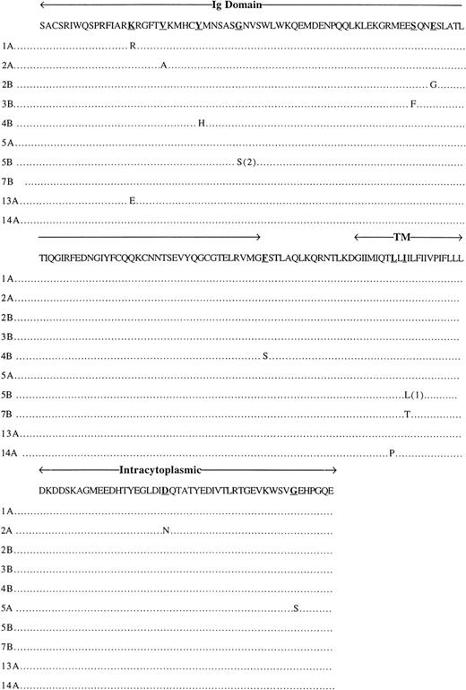 Fig. 1. Replacement mutations in B29 genes. Among 20 patients affected with CLL, 10 express replacement mutations in 1 allele of their B29 gene; 1 patient, 5B, expresses replacement mutation on both alleles (1) and (2). Ig domain, Ig-like domain; TM, transmembrane segment; intracytoplasmic, intracytoplasmic domain. Underlined amino acids correspond to the replacement mutations.