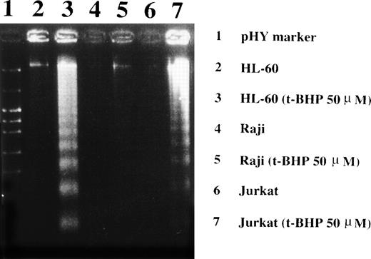 Fig. 4. Induction of DNA fragmentation in apoptosis-sensitive HL-60 and Jurkat cells but not in apoptosis-resistant Raji cells. The cells were treated with 50 μmol/L t-BHP for 4 hours at 37°C and were then harvested for DNA isolation. Characteristic apoptotic DNA ladders were observed in HL-60 and Jurkat cells but not in Raji cells. This experiment was repeated more than 3 times with similar results.