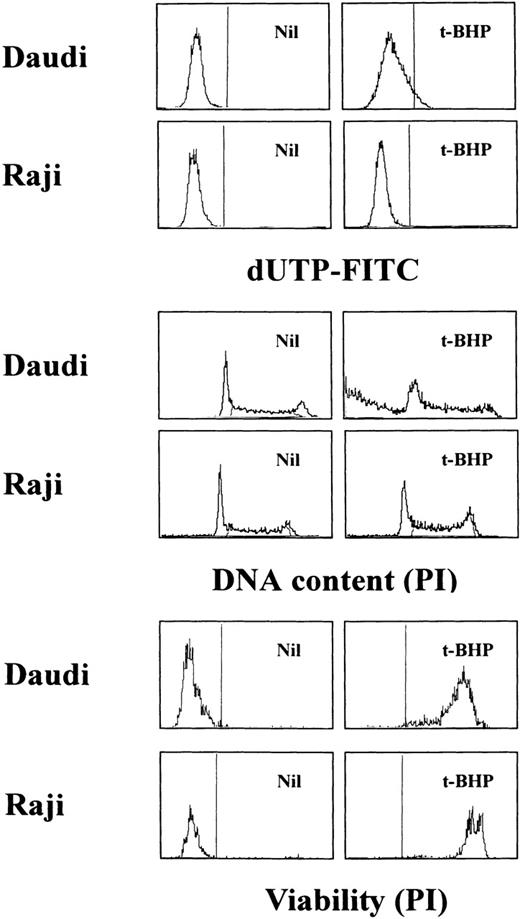 Fig. 5. TUNEL assay and cell-cycle analysis to determine the presence of DNA fragmentation. Daudi and Raji cells were stimulated with 50 μmol/L t-BHP for 6 hours at 37°C. Apoptosis-permissive Daudi cells, but not apoptosis-resistant Raji cells, were nick-end labeled by TdT. Viability was determined by staining the unfixed cells with PI.