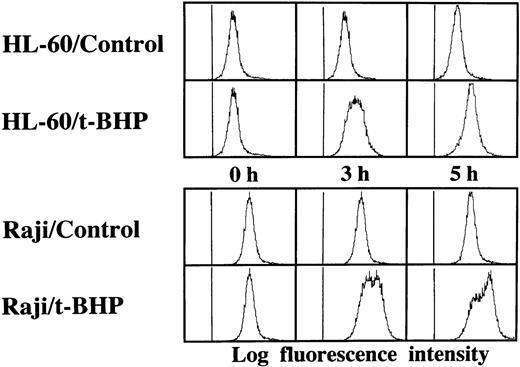 Fig. 6. Activation of caspase-3 in Raji cells by t-BHP. HL-60 and Raji cells were cultured in the presence or absence of 500 μmol/L t-BHP for the indicated periods. Intracellular caspase-3 activity was assessed by flow cytometric analysis using a PhiPhiLux-G6D2 kit.