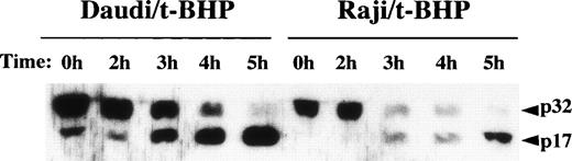 Fig. 7. Cleavage of procaspase-3 in Raji cells. Daudi and Raji cells were stimulated with 500 μmol/L t-BHP for the indicated periods, and then cell lysates were prepared. Samples were loaded onto 13% SDS-PAGE gels. Transferred proteins on polyvinylidene difluoride (PVDF) membranes were reacted with polyclonal rabbit anti–caspase-3 antibody (PharMingen). This experiment was repeated 3 times with similar results.