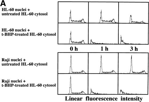 Fig. 8. Induction of DNA degradation in Raji nuclei by the t-BHP–treated HL-60 cytosolic extract. (A) The t-BHP–treated HL-60 cytosolic extract induced DNA degradation in Raji nuclei as well as in HL-60 nuclei. (B) The cell-free cytosolic extract from t-BHP–treated Raji cells did not induce DNA degradation in either HL-60 or Raji nuclei.
