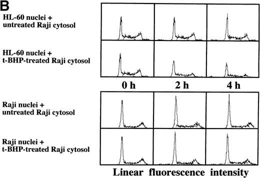 Fig. 8. Induction of DNA degradation in Raji nuclei by the t-BHP–treated HL-60 cytosolic extract. (A) The t-BHP–treated HL-60 cytosolic extract induced DNA degradation in Raji nuclei as well as in HL-60 nuclei. (B) The cell-free cytosolic extract from t-BHP–treated Raji cells did not induce DNA degradation in either HL-60 or Raji nuclei.