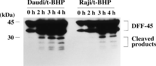 Fig. 9. Cleavage of the DFF-45 protein after mitochondrial dysfunction. After treatment with t-BHP (500 μmol/L), smaller protein bands, which were reactive with anti-DFF45 MoAb, were detected in both Daudi and Raji cells.