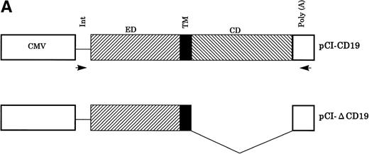 Fig. 1. Establishment of K-19+ myeloma cell clones. (A) Schematic representation of the mammalian expression vectors pCI-CD19 and pCI-▵19. CMV, cytomegalovirus immediate early enhancer/promoter; Int, chimeric intron; ED, TM, and CD, extracellular, transmembrane, and cytoplasmic domains of CD19, respectively; Poly(A), SV40 late polyadenylation signal; the arrows indicate the positions of pCI-neo specific primers pCIF and pCIR. (B) Single color flow cytometric analysis with PE-labeled mouse antihuman IgG as a negative control (control IgG) and PE-labeled CD19 antibody showing the expression level of the CD19 transgene on different clones. (C) RT-PCR amplification of mRNA from K-19+ and K-▵19 clones using full-length CD19F1 and CD19R1 primers (top) or truncated form CD19 F1 and CD19R2 primers (middle). (D) PCR amplification of genomic DNA from the parental cell line, KMS-5, and neo-control clones (M nos. 1, 2, and 3).