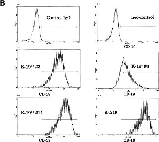 Fig. 1. Establishment of K-19+ myeloma cell clones. (A) Schematic representation of the mammalian expression vectors pCI-CD19 and pCI-▵19. CMV, cytomegalovirus immediate early enhancer/promoter; Int, chimeric intron; ED, TM, and CD, extracellular, transmembrane, and cytoplasmic domains of CD19, respectively; Poly(A), SV40 late polyadenylation signal; the arrows indicate the positions of pCI-neo specific primers pCIF and pCIR. (B) Single color flow cytometric analysis with PE-labeled mouse antihuman IgG as a negative control (control IgG) and PE-labeled CD19 antibody showing the expression level of the CD19 transgene on different clones. (C) RT-PCR amplification of mRNA from K-19+ and K-▵19 clones using full-length CD19F1 and CD19R1 primers (top) or truncated form CD19 F1 and CD19R2 primers (middle). (D) PCR amplification of genomic DNA from the parental cell line, KMS-5, and neo-control clones (M nos. 1, 2, and 3).