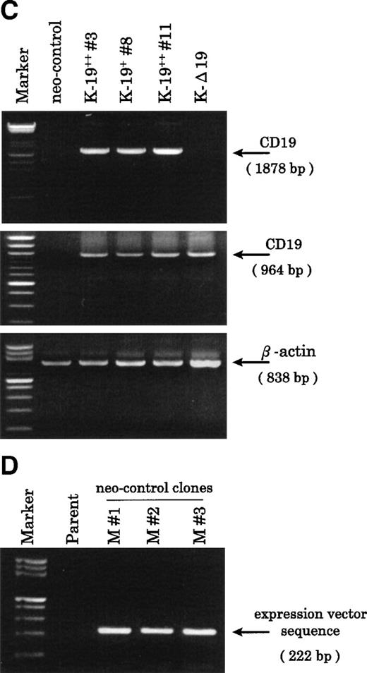 Fig. 1. Establishment of K-19+ myeloma cell clones. (A) Schematic representation of the mammalian expression vectors pCI-CD19 and pCI-▵19. CMV, cytomegalovirus immediate early enhancer/promoter; Int, chimeric intron; ED, TM, and CD, extracellular, transmembrane, and cytoplasmic domains of CD19, respectively; Poly(A), SV40 late polyadenylation signal; the arrows indicate the positions of pCI-neo specific primers pCIF and pCIR. (B) Single color flow cytometric analysis with PE-labeled mouse antihuman IgG as a negative control (control IgG) and PE-labeled CD19 antibody showing the expression level of the CD19 transgene on different clones. (C) RT-PCR amplification of mRNA from K-19+ and K-▵19 clones using full-length CD19F1 and CD19R1 primers (top) or truncated form CD19 F1 and CD19R2 primers (middle). (D) PCR amplification of genomic DNA from the parental cell line, KMS-5, and neo-control clones (M nos. 1, 2, and 3).