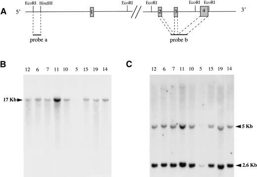 Fig. 5. Southern blot analysis. Genomic DNAs extracted from 6 PMBLs (no. 12, 6, 7, 11, 10, and 5) and 3 peripheral DLBLs (no. 15, 19, and 14) were subjected to EcoRI digestion, agarose gel electrophoresis, Nylon N+ membrane transfer, and hybridization with 2 MAL probes. (A) The physical map of the MAL gene and localization of the 2 probes are represented at the top of the figure. The boxes represent the exons, which are not drawn to scale for the clarity of the figure. (B) A 1.5-kb EcoRI-HindIII fragment (probe a) exploring the 5′ part of the MAL gene showed the same 17-kb DNA fragment in all samples. (C) A PCR-generated fragment of MAL cDNA (probe b) spanning exons 2, 3, and 4 showed 2 DNA fragments of 5 and 2.6 kb. The faint bands observed for case no. 5 in (B) and (C) are due to the lower amount of DNA loaded on the gel. However, longer autoradiographic expositions demonstrated the same DNA fragments in this sample.