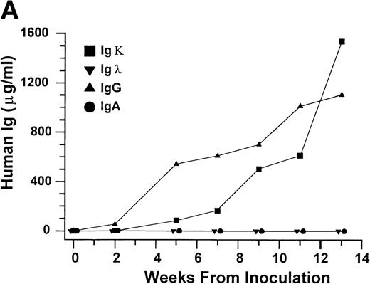 Fig. 2. Growth of purified myeloma plasma cells (PC) from patient no. 1 in a SCID-hu host. SCID-hu host was inoculated with sorted PC. (A) Human Ig concentrations. (B) Dot plot of CD38/CD45 flow cytometry profile of the cells. The sort window used to purify plasma cells is shown. (C and D) X-radiograms showing severe resorption of the myelomatous implanted bone (C) compared with the nonmyelomatous bone of the control host (D), implanted at the same time as (C).
