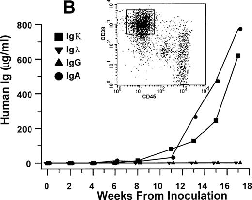 Fig. 3. Human Ig levels (A through C ) and histology of decalcified human bone sections ( D through F ) from SCID-hu hosts inoculated with bone marrow cells ( A and D ), purified plasma cells ( B and E ), and PC-depleted bone marrow cells ( C and F ) from patient no. 2. Inserts demonstrate CD38/CD45 fluorescent profiles and sort windows of cells used for each host.