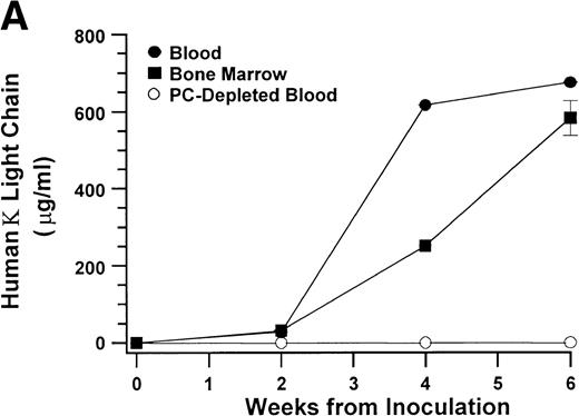 Fig. 4. Growth of myeloma blood cells from patient no. 10 in SCID-hu host. SCID-hu host was inoculated with blood cells (containing 0.1% plasma cells) and with PC-depleted blood cells. (A) Human Ig levels. (•) Blood cells; (○) PC-depleted blood cells; (▪) host inoculated with bone marrow cells containing 11% myeloma plasma cells. (B) Flow cytometry dot plot of CD38CD45 profile of the blood cells. The sort window excluding CD45− and CD45+plasma cells is shown. (C and D) X-radiograms of host injected with blood cells (C) and with PC-depleted blood cells (D). Note severe decalcification of myelomatous human bone in (C).