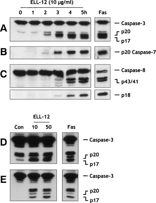 Fig. 2. Caspases activation by ELL-12 treatment. Extracts from Jurkat T cells treated with 10 μg/mL ELL-12 for the indicated times were resolved by SDS-PAGE and probed with anti–caspase-3 (A), anti–caspase-7 (B), and anti–caspase-8 (C) antibodies. Cytosolic extracts from H9 cells (D) and U-937 cells (E) treated with 10 and 50 μg/mL ELL-12 or 50 ng/mL anti-Fas antibody for 16 hours were resolved by SDS-PAGE and probed with anti–caspase-3 antibody. The migration position of full-length caspase-3, the cleavage intermediate p20, the active subunit p17, the active caspase-7 subunit p20, full-length caspase-8, the cleavage intermediates p43 and p41, and the active subunit p18 are indicated.