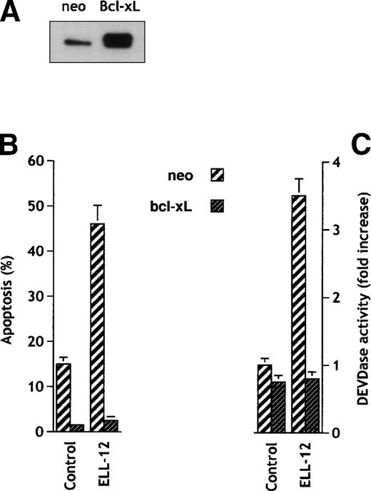 Fig. 3. Bcl-xL blocks apoptosis and DEVDase activity in Jurkat cells. (A) Expression of Bcl-xL in transfected Jurkat cells. Cellular proteins from Jurkat stably transfected with empty vector (neo) or Bcl-xL expression vector were separated by SDS-PAGE and immunoblotted using anti–Bcl-x antibody. (B) Jurkat cells transfected with vector control or Bcl-xLexpression vector were treated without or with 10 μg/mL ELL-12 for 5 hours. Apoptosis was assessed by Hoechst staining. Results are the means ± SD of at least 3 independent experiments. (C) Activation of DEVD-specific caspases was measured by the cleavage of the fluorogenic substrate Ac-DEVD-AMC. Results are the means ± SD of at least 3 independent experiments.