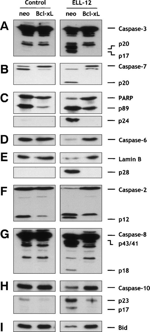 Fig. 4. Bcl-xL overexpression inhibits caspases-2, -3, -6, -7, -8, and -10 and Bid activation induced by ELL-12 in Jurkat cells. Cytosolic extracts from Jurkat/neo or Jurkat/Bcl-xLcells treated for 5 hours without or with 10 μg/mL ELL-12 were subjected to SDS-PAGE and immunoblotted with anti–caspase-3 (A), anti–caspase-7 (B), anti-PARP (C), anti–caspase-6 (D), anti-lamin B (E), anti–caspase-2 (F), anti–caspase-8 (G), anti–caspase-10 (H), or anti-Bid (I). The migration position of full-length caspase-3, cleavage intermediate p20, active subunit p17, full-length caspase-7, active subunit p20, full-length PARP, cleaved forms p89 and p24, full-length caspase-6, full-length lamin B, cleaved form p28, full-length caspase-2, active form p12, full-length caspase-8, cleavage intermediates p43 and p41, active subunit p18, full-length caspase-10, cleavage intermediate p23, active subunit p17, and full-length Bid are indicated.