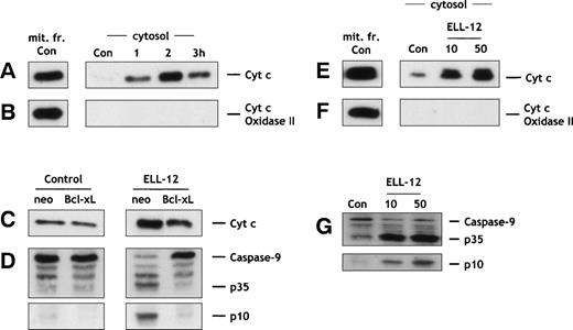Fig. 5. ELL-12 triggers cytosolic accumulation of cyt c and caspase-9 activation that are inhibited by Bcl-xLoverexpression. Jurkat T cells treated with 10 μg/mL ELL-12 were harvested at the indicated times, and cytosolic and mitochondrial proteins were separated by 15% SDS-PAGE and analyzed by immunoblotting with anti-cyt c (A) or anti-cyt c oxidase (subunit II; B). Cyt c oxidase serves as a marker for mitochondrial contamination of cytosolic extracts. A mitochondrial extract from nontreated cells (mit. fr. Con) was used as a positive control for cytc and cyt c-oxidase (subunit II). Jurkat/neo and Jurkat/Bcl-xL cells, treated without or with 10 μg/mL ELL-12 for 2 hours, were harvested and cytosolic proteins were separated by 15% SDS-PAGE and analyzed by immunoblotting with anti-cytc (C). Cytosolic extracts from Jurkat/neo or Jurkat/Bcl-xL cells treated for 5 hours without or with 10 μg/mL of ELL-12 were subjected to SDS-PAGE and immunoblotted with anti–caspase-9 (D). Cytosolic and mitochondrial proteins from H9 cells treated with 10 and 50 μg/mL ELL-12 for 16 hours were separated by 15% SDS-PAGE and analyzed by immunoblotting with anti-cyt c(E) or anti-cyt c oxidase (subunit II; F). Cytosolic extracts from H9 cells treated for 16 hours without or with 10 and 50 μg/mL of ELL-12 were subjected to SDS-PAGE and immunoblotted with anti–caspase-9 (G). The migration positions of full-length caspase-9, cleavage intermediate p35, and active subunit p10 are indicated.