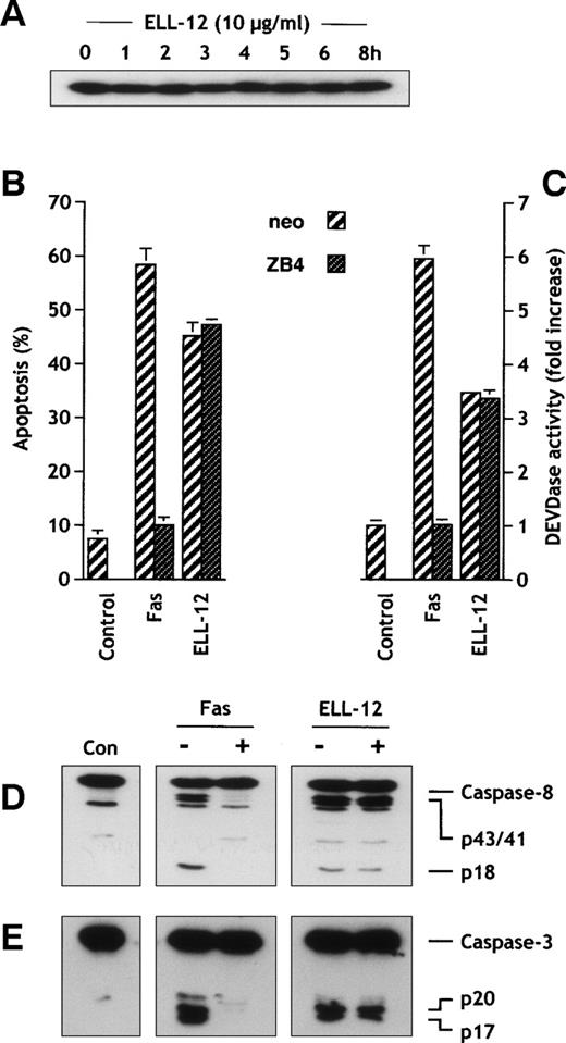Fig. 6. ZB4 anti-Fas antibody antagonizes Fas-induced but not ELL-12–induced cell death, DEVDase activity, and caspases-8 and -3 activation in Jurkat cells. (A) Extracts from Jurkat T cells treated with 10 μg/mL ELL-12 for the indicated times were resolved by SDS-PAGE and probed with anti-CD95L antibody. (B) Jurkat T cells were pretreated with 300 ng/mL antagonist anti-Fas MoAb (clone ZB4) for 1 hour and then treated with 50 ng/mL anti-Fas MoAb or 10 μg/mL ELL-12 for an additional 5 hours. Apoptosis was assessed by Hoechst staining. Results are the means ± SD of 3 independent experiments. (C) Activation of DEVD-specific caspases was measured by the cleavage of the fluorogenic substrate Ac-DEVD-AMC. Results are the means ± SD of 3 independent experiments. Cytosolic extracts were subjected to 15% SDS-PAGE and immunoblotted with anti–caspase-8 (D) or anti–caspase-3 (E). (−) and (+) indicate cells treated without or with 300 ng/mL antagonist anti-Fas MoAb (clone ZB4). The migrations indicated are full-length caspase-8, the cleavage intermediates p43 and p41, the active subunit p18, full-length caspase-3, the cleavage intermediate p20, and the active subunit p17.