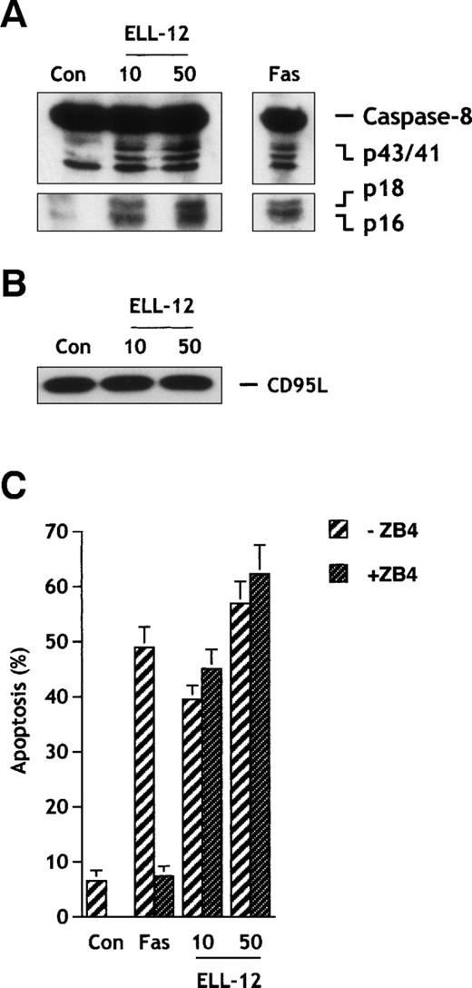 Fig. 7. ELL-12 induces caspase-8 activation and apoptosis independently of the CD95 receptor/ligand system in H9 lymphoma cells. Extracts from H9 cells treated with 10 and 50 μg/mL ELL-12 or 50 ng/mL anti-Fas antibody for 16 hours were resolved by SDS-PAGE and probed with anti–caspase-8 antibody (A) or anti-CD95L antibody (B). Migrations indicated are full-length caspase-8, the cleavage intermediates p43 and p41, the active subunits p18 and p16, and full-length CD95L. H9 cells were pretreated with 300 ng/mL antagonist anti-Fas MoAb (clone ZB4) for 1 hour and then treated with 50 ng/mL anti-Fas MoAb or 10 and 50 μg/mL ELL-12 for an additional 16 hours (C). Apoptosis was assessed by Hoechst staining. Results are the means ± SD of 3 independent experiments.