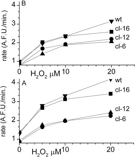 Fig. 1. In situ tracing of ROS formation in MEL cells. The various MEL clones were treated with the indicated concentration of H2O2 after loading with the nonfluorescent carboxy-2′,7′-di-Cl-fluorescein (CDCF) permeant analog (CDCFDA). The latter is converted intracellularly into the fluorescent analog by reacting with ROS in a metal-dependent fashion. Cells were preincubated for 10 minutes with FAS (20 μmol/L) (A, bottom) or buffered saline (B, top) and washed. Cell fluorescence was analyzed by FACS at different times after addition of H2O2. Data (n = 4 experiments run in triplicate samples) are given in terms of mean rates of fluorescence change with time (AFU/min = arbitrary fluorescence units/min) with SEM of less than 8% the indicated points in the graph. The increment in the fluorescence intensity ▵ attributable to FAS (▵ = A to B) (in AFU/min) was at 0, 10, and 20 μmol/L H2O2 respectively for wt: 0.31, 0.85, and 1.1; for cl-16: 0.45, 0.78, and 0.83; for cl-12: 0.18, 0.12, and 0.32; and for cl-6: 0.11, 0.10, and 0.10. ANOVA paired analysis of the n = 4 experiments showed statistically significant differences (P < .05) between data points at given H2O2 concentrations when cl-6 or cl-12 were compared with either cl-16 or wt but not when they were compared with each other.