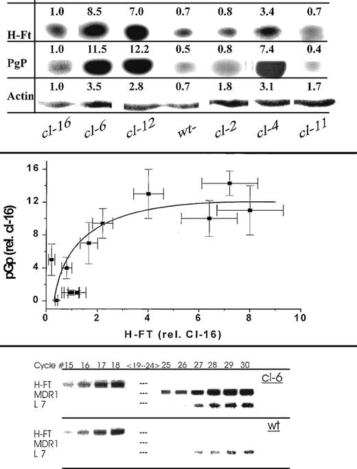 Fig. 6. (top) Western immunoblots of cell lysates isolated from H-FT–transfected clones. Depicted are the ECL exposures of the trans-blots of SDS-PAGE of the respective samples (same protein load on gels) derived from the different clones using the following antibodies: anti-PgP mouse monoclonal, rabbit antimouse H-FT and anti–L-FT antibodies, rabbit antiactin and the respective goat antimouse or antirabbit IgG conjugated to HRP. The samples were run in parallel on separate gels, but the exposure times differed for the different antibodies used. The numbers above the bands represent the values of the densitometry tracings using the intensity of cl-16 for normalization (center). Correlation between H-FT and PgP levels of expression in MEL clones. The densitometry tracings of the immunoblots shown on the top and others (not shown) were normalized to the values obtained in cl-16 for both H-FT and MDR. The denstity values of each pair (n = 3) were from parallel SDS-PAGE runs originating from the same cell samples normalized to that of actin. The mean OD values are given as symbols and the ± SE as bars both PgP and H-FT, respectively (bottom). RT-PCR of H-FT, MDR1, and L7 ribosomal mRNAs of a high H-FT expresser and the wild-type untransfected clone. The propidium iodide stains are of the various mRNA samples analyzed by RT-PCR as described in Methods. For the relatively abundant H-FT message the system saturated at cycle 18, whereas for MDR1a and L7 it had to be run at higher cycle number. MDR1a was essentially undetected in the wild type (wt).