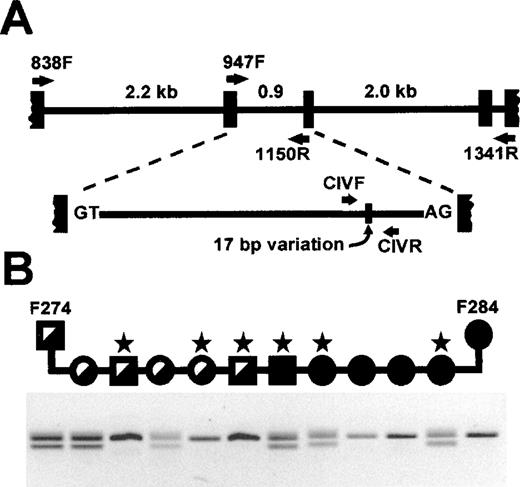 Fig. 1. Independent segregation of canine I-GS and CUBNloci. (A) Four introns (horizontal lines) and included exons (vertical boxes) were defined by PCR amplification using CUBNcDNA primers and sequencing the products. A 17-bp variation (vertical line) was found in the 0.9-kb intron for which dog F274, an obligate carrier of canine I-GS, was heterozygous and dog F284, an affected dog, was homozygous. (B) Solid symbols indicate I-GS affected dogs, half-solid symbols indicate obligate carriers, squares are males, and circles are females. DNA from offspring of matings between dogs F274 and F284 was amplified by PCR using primers flanking the 17-bp variation, producing allele-specific products of 199 and 182 bp. Results of 10 offspring are shown, with the stars indicating recombinants.