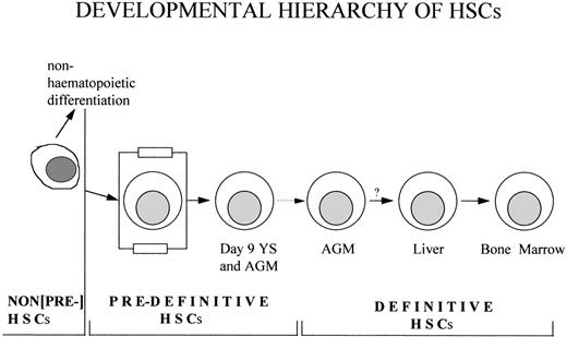 Fig. 1. Schematic representation of the cells and terms within the emerging hematopoietic hierarchy. Non–pre-HSCs are those cells that have potential for the hematopoietic lineage as well as other lineages. Predefinitive HSCs are those cells that have only a hematopoietic fate. Definitive HSCs are defined as those cells possessing their own ability to differentiate and expand on definitive, adult, hematopoietic territories. As noted by the dotted arrow, the lineage relationship between day-9 predefinitive HSCs and definitive HSCs has not been proven experimentally. The question mark between the AGM and fetal liver denotes the following. Although AGM-derived HSCs can directly repopulate adult bone marrow in transplantation experiments, experimental evidence showing embryonic migration of these cells through fetal liver before colonization of the bone marrow is 1acking.