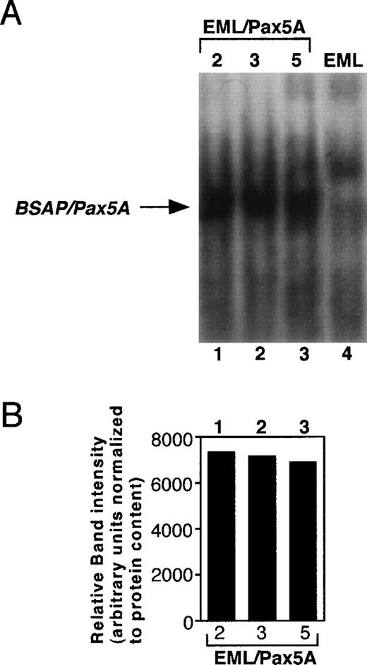 Fig. 1. Establishment of BSAP/Pax5A-expressing EML cells. Parental EML cells (EML) were stably transfected with pPGKHygro and pPGKPax5A (the cDNA of Pax5A downstream of the PGK-1 promoter). Hygromycin-resistant cells were subcloned by limiting dilution and 5 μg of nuclear extract of individual clones containing pPGKPax5A detected by genomic PCR (M. Chiang and J. Monroe, unpublished observations) were subjected to EMSA with a32P-end-labeled probe containing the high-affinity BSAP/Pax5A binding site isolated from the huCD19 promoter. (A) EML, parental wild-type EML; EML/Pax5A-2, -3, and -5, BSAP/Pax5A-expressing EML clones. (B) The intensity of the BSAP/Pax5A:probe complexes were quantitated using a densitometer.