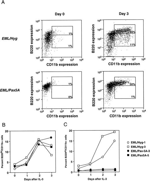Fig. 2. BSAP/Pax5A-expressing EML cells successfully acquire the myeloid lineage commitment marker CD11b. (A) B220+/CD11b− EML cells were placed in culture at 3 × 105 cells/mL and then induced to differentiate into B220hi/CD11b+ and B220lo/CD11b+ cells with 10% WEHI-3B conditioned supernatant (contains murine IL-3) and 10 μmol/L ATRA. Flow cytometry was performed on days 0 and 3. Control EML clones EML/Hyg-1 and EML/Hyg-3 and Pax5A/BSAP-expressing EML clones EML/Pax5A-3 and EML/Pax5A-5 were induced to differentiate as described in (A). On days 1, 2, and 3 of differentiation, a small sample of cells was removed from the culture, and differentiation to B220hi/CD11b+ (B) and B220lo/CD11b+ (C) cells was determined by flow cytometry.