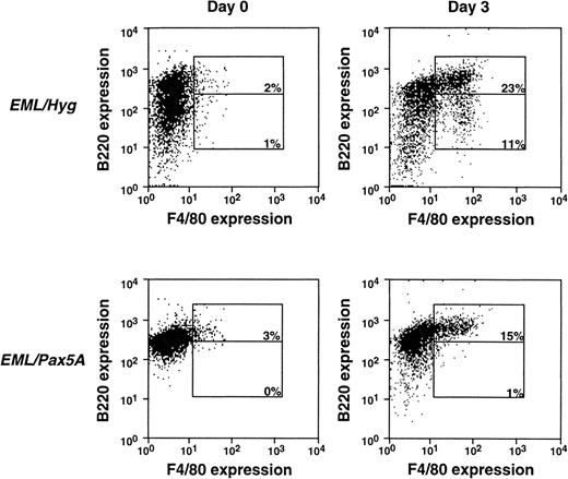 Fig. 3. BSAP/Pax5A-expressing EML cells successfully acquire the myeloid lineage commitment marker F4/80. B220+/F4/80− EML cells were placed in culture at 3 × 105 cells/mL and then induced to differentiate into B220hi/F4/80+ and B220lo/F4/80+ cells with 10% WEHI-3B conditioned supernatant (contains murine IL-3) and 10 μmol/L ATRA. Flow cytometry was performed on days 0 and 3.