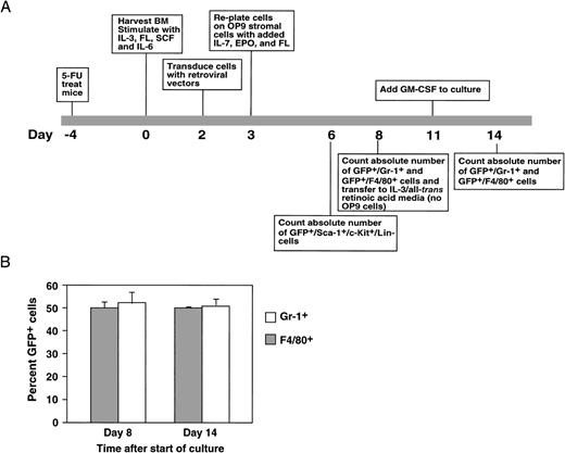 Fig. 5. Retroviral transduction of bone marrow stem cells with MIGRPax5A. (A) Bone marrow stem cells from 5-fluorouracil–treated mice were transduced with MIGRPax5A, a retrovirus that coexpresses BSAP/Pax5A with the GFP marker as a bicistronic message, and then analyzed by flow cytometry for GFP+ stem cells (c-Kit+/Sca-1+/Lin−). These stem cells were then differentiated as indicated and on days 6, 8, and 14. A small sample of cells was then removed from the culture and the numbers of myeloid cells were determined by flow cytometric analysis for granulocytes (Gr-1+) and macrophages (F4/80+). MIGR is the parental retrovirus of MIGRPax5A and expresses only the GFP marker. (B) Bone marrow stem cells were transduced with the MIGR retrovirus, cultured as described in (A), and then analyzed for the percentage of GFP+/Gr-1+ cells and GFP+/F4/80+ cells on days 8 and 14 by flow cytometry.