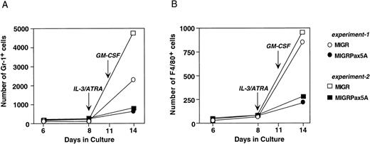 Fig. 6. MIGRPax5A-transduced bone marrow cells successfully committed to the myeloid lineage but failed to expand to myeloid growth factors. Bone marrow stem cells were transduced with MIGR or MIGRPax5A and then cultured on OP9 stromal cells in 2 experiments according to the protocol described in Fig 5A. The absolute number of GFP+ gr-1+ cells (A) or F4/80+ cells (B) was normalized to the absolute number of Sca-1+/c-Kit+/Lin− stem cells on day 6 to estimate the number of granulocytes or macrophages produced by a retrovirally transduced stem cell. Ten percent WEHI-3B conditioned media and 10 μmol/L ATRA were added on day 8 and 250 U/mL of muGM-CSF was added on day 11 to replicate the conditions of Fig 4 in which EML/Pax5A cells generated myeloid precursors that failed to expand.