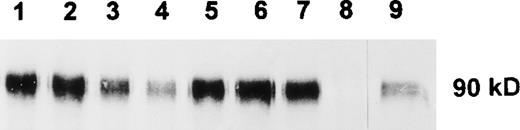Fig. 1. Immunoprecipitation of SIRP1 and Western blotting. SIRP1 was immunoprecipitated from cellular extracts of NIH-3T3/huSIRP1 cells with MoAbs SE5A5 (lane 1), SE7C2 (lane 2), SE8A3 (lane 3), SE11A6 (lane 4), SE12B6 (lane 5), SE12C3 (lane 6), and P3C4 (lane 7). A nonbinding MoAb was used as a negative control (lane 8). Precipitated protein was separated by 12% SDS-PAGE and immunoblotted with a polyclonal antibody against SIRP1.3 NIH-3T3/ huSIRP1 extract was used as a positive control for the Western blot (lane 9).
