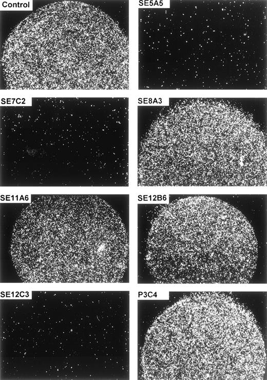 Fig. 6. Inhibition of cell adhesion to SIRP1ex by SIRP-reactive MoAbs. Immobilized SIRP1ex (2 μL of 20 μg/mL solution) was preincubated for 30 minutes at 37°C with SIRP1-reactive MoAbs SE5A5, SE7C2, SE8A3, SE11A6, SE12B6, SE12C3, and P3C4 or a nonbinding control antibody. Adhesion of Jurkat cells to SIRP1ex was analyzed by incubating the cells for 1 hour in the presence of the antibodies. Specific cell binding is shown in the round protein drop and was evaluated and photographed using a Zeiss Axiovert microscope (original magnification × 40) (n = 3).