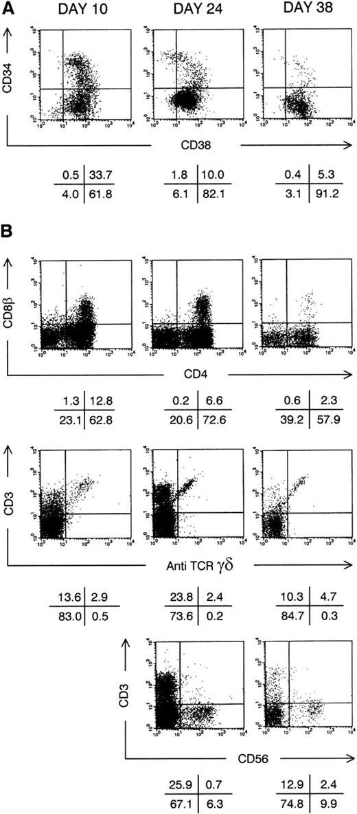 Fig. 3. Thymic repopulation by cultured CD34+CD38−Lin− cells in vitro. (A) Flow cytometric analysis of the progeny of CD34+CD38−Lin− cells after pre-FTOC culture for 10, 24, and 38 days in TPO + FL + SCF. Dot plots show CD38 FITC versus CD34 PE staining. (B) Flow cytometric analysis of thymocytes recovered from FTOC initiated with cells shown above in (A). Dot plots show CD4 APC versus CD8β PE, anti-TCR–γδ FITC versus CD3 APC and CD56 PE versus CD3 APC stainings. The latter staining was not performed on thymocytes from FTOC initiated with CD34+CD38−Lin− cells cultured for 10 days. Quadrants were set to include 99% of cells stained with isotypic control antibody in lower left quadrants. Data shown are representative of 2 independent experiments with 2 different donors.