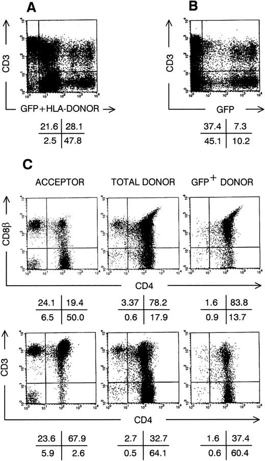 Fig. 4. Thymic repopulation by cultured CD34+CD38−Lin− cells in vivo. Flow cytometric analysis of SCID-hu thymocytes, 30 days after injection with transduced CD34+CD38−Lin− cells, precultured for 3 weeks in TPO + FL + SCF. (A) Dot plot shows anti-HLA–A3 FITC staining plus GFP fluorescence versus CD3 APC staining. (B) Dot plot shows GFP fluorescence versus CD3 APC staining; cells were not stained with anti–HLA-A3 FITC. (C) Dot plots show CD4 APC versus CD8β and CD4 APC versus CD3 PE staining for cells stained with anti–HLA-A3 FITC as in (A), gated on either FITC−GFP− cells (acceptor cells) or FITC+GFP+ cells (donor cells); and for cells not stained with anti-HLA–A3 FITC as in (B), gated on GFP+ cells (transduced GFP+ donor cells). Quadrants were set to include 99% of cells stained with isotypic control and GFP− cells in lower left quadrants. Data shown are representative of 2 independent experiments with 2 different donors.