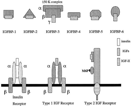Fig. 1. Schematic representation of the insulin-like growth factor axis: IGFs, IGFBPs, and IGF receptors.