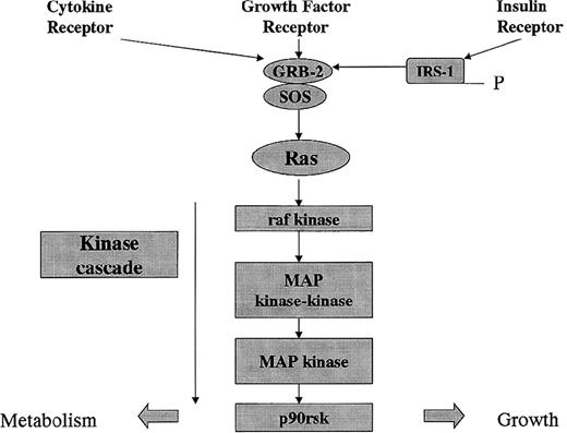 Fig. 2. Signal pathway of receptor-activated tyrosine kinase receptors. Cytokines, growth factors, and insulin activate receptor-linked tyrosine kinases that induce receptor autophosphorylation. The GRB2 and son of sevenless (SOS) guanine nucleotide-releasing protein is recruited to the plasma membrane. SOS activates raf kinase, which initiates a phosphorylation cascade resulting in effects on metabolism and growth.