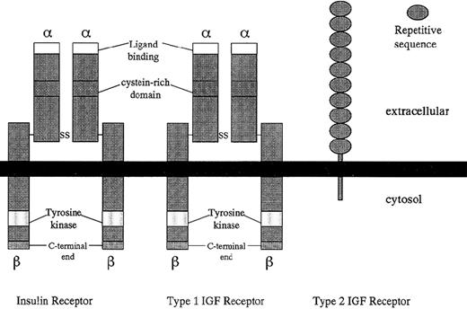 Fig. 3. Structural comparison of insulin, type 1 (IGF-I), and type 2 (IGF-II) receptors.