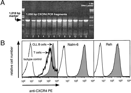Fig. 1. (A) RT-PCR analysis for CXCR4 mRNA in CLL samples from 12 different patients. The specific 1,058-bp PCR fragment is visible in 12 representative B-CLL samples (lanes 1 through 12). The arrow points to the 1,018-bp marker of the 1-Kb control DNA ladder shown in the lanes flanking the test samples. (B) Logarithmic fluorescence histograms depicting the expression of CXCR4 on mononuclear blood cells of a representative patient with CLL (left panel) and Nalm-6 (center) or Reh cells (right panel). The left panel depicts the logarithmic red fluorescence of electronically-gated CD3+ T cells (bold line) or the CD19+ CLL cells (shaded) stained with the anti-CXCR4–PE MoAb or with a PE-labeled isotype control antibody (thin lined histogram). The center and right histograms depict the Nalm-6 or Reh cells, respectively, stained with the anti-CXCR4–PE MoAb (shaded) or isotype control antibody (open histogram).