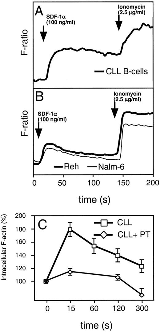 Fig. 3. (A) SDF-1 induces mobilization of intracellular calcium in CLL B cells (bold line). (B) The immature B-cell lines, Reh (bold line) and Nalm-6 (thin line). Increases of intracellular Ca2+ were recorded on a fluorometer after addition of 100 ng/mL SDF-1 to cells loaded with Indo-1. Adding ionomycin induced maximum release of intracellular Ca2+. A representative experiment of at least 3 is shown. (C) SDF-1 induces actin polymerization in CLL B cells, which can be inhibited by pertussis toxin. Intracellular F-actin was measured using FITC-labeled phalloidin in CD19-prelabeled CLL B cells (boxes) after the addition of 100 ng/mL SDF-1 at time 0. Results are shown as percent of intracellular F-actin relative to the value before the addition of SDF-1 and are the mean and SD of 3 independent experiments. Pertussis toxin inhibits actin polymerization in CLL B cells (diamonds).
