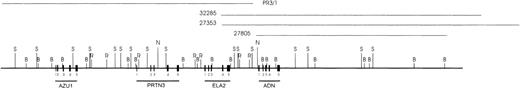 Fig. 1. Restriction enzyme map of the AZU1-PRTN3-ELA2-ADN (APEA) locus. Cosmids used to identify the relative position of the ADN gene to the known genes in the locus are shown as thin horizontal lines above the restriction map. Restriction sites mapped are indicated. (B, BamHI; N, Not I; R, EcoRI; S, Sal I). Relative positions of the identified exons are shown for ADN (thick lines), and also for AZU1, PRTN3, and ELA2.