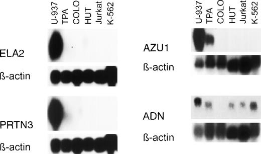 Fig. 2. Expression of the AZU1-PRTN3-ELA2-ADN cluster of genes in cell lines studied. Northern analysis was performed on U-937 cells, U-937 cells treated with 25 ng/mL TPA for 3 days (TPA), COLO 201 (COLO), HUT 78 (HUT), Jurkat, and K-562 cell lines and hybridized to32P-labeled human ELA2, AZU1, PRTN3, ADN, and human β-actin cDNA probes as indicated for each blot.