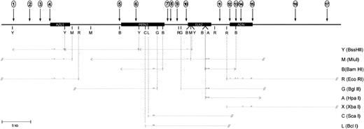 Fig. 3. Scale map of DHS in U-937 cells (vertical arrows) relative to the AZU1, PRTN3, ELA2, and ADN genes and to restriction fragments used for DHS mapping (short vertical lines), (A, Hpa I; B, BamHI; C, Sca I; G, Bgl II; L, Bcl I; M, Mlul; R, EcoRI; X, Xbal, and Y, BssHII). Horizontal arrows depict orientation of end-labeled detection of DHS. Exons from the 4 genes used as probes for DHS analysis are shown (half-boxes) for each restriction fragment used for DHS mapping. The EcoRI fragment encompassing AZU1 extends 24 kb beyond the AZU1 gene and the EcoRI fragment at the ADN end of the locus is 31 kb. Multiple analyses using different restriction fragments were used to confirm the location of the DHS in U-937 and in other cell lines.