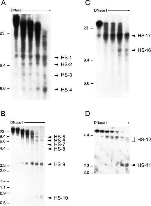 Fig. 4. Analysis of chromatin structure at the AZU1-PRTN3-ELA2-ADN (APEA) locus in untreated U-937 cells. Nuclei were prepared and treated with increasing concentrations of DNase I (0 to 5 μg/mL, increasing from left to right in each case). The location of molecular weight DNA markers are shown on the left, in kilobases. DHS are indicated by solid arrowheads, with DHS-1 lying toward the AZU1 portion of the locus and DHS-15 at the ADN end of the locus. (A) DHS-1 to -4. DNase I–treated DNA was digested to completion with EcoRI and hybridized with a PCR amplified, 32P-labeled AZU1 exon 4/5 cDNA probe. (B) DHS-5 to -10. DNase I–treated DNA was digested to completion with Mlu I and hybridized with a PCR-amplified ELA2 exon I/II probe. (C) DHS-16 and -17. DNase I–treated DNA was digested to completion with Eco RI and hybridized with a 32P-labeled ADN cDNA probe. (D) DHS-11 and -12. DNase I–treated DNA was digested to completion with Bam HI and hybridized with a 32P-labeled ELA2 exon IV/V probe.