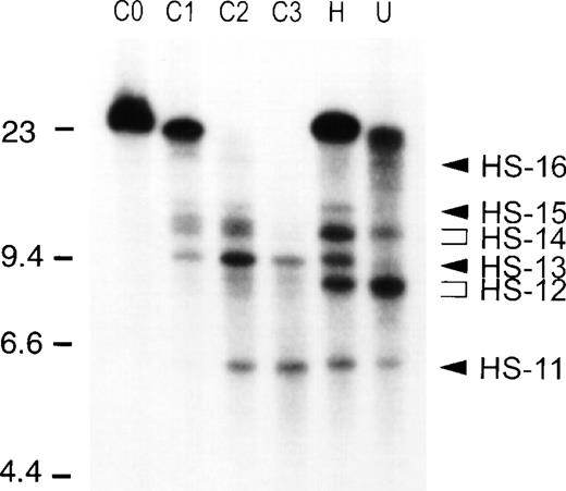 Fig. 5. Analysis of DHS-11 to -16 in COLO 201, U-937, and HL-60 cells. All lanes are DNase I–treated DNA digested to completion with Bgl II and hybridized with a 32P-labeled ELA2 exon IV/V cDNA probe. From left to right: C0, COLO 201 DNA not treated with DNase I; C1 to C3, COLO 201 DNA from nuclei treated with increasing concentrations of DNase I; H, HL-60 DNase I treated time-point; U, U-937 DNase I treated time-point. The locations of the DNA molecular weight markers used are shown on the left, and the location of DHS-11 to -16 are indicated by arrowheads on the right.