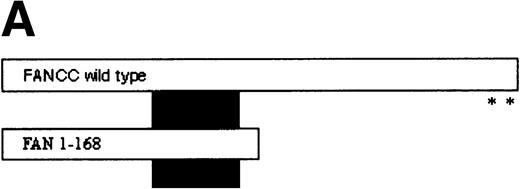 Fig. 1. Identification of a FANCC-interacting protein by two-hybrid screening. (A) FANCC two-hybrid bait. The upper open rectangle represents wild-type FANCC. Asterisks indicate location of the R548X and L554P inactivating mutations.115382 The lower open rectangle represents the region of FANCC expressed as a two-hybrid bait. The numbers indicate the corresponding amino acid residue of FANCC (the binding domain of the two-hybrid fusion is not shown for simplicity). The overlap with wild-type is indicated by the arrangement of the boxes in which the shaded area corresponds to the deletion in the IVS4 4A-T inactivating mutation that leads to a severe disease phenotype.1453 (B) (see page 3740) Two-hybrid interaction. The Y190 yeast strain was cotransformed with the FAN bait plasmid and a representative prey plasmid (8-1) isolated by two-hybrid screening. Controls are shown for strains containing the prey plasmid 8-1 and an unrelated bait, and strains known to be positive and negative for interaction. The cotransformed strains are shown growing on media selective for both bait and prey plasmids (-Trp, -Leu), and under HIS selection. The lower panel shows results of the β-gal assay. (C) The protein encoded by clone 8-1 interacts with an amino terminal region of FANCC in vitro. Radiolabeled protein made by coupled in vitro transcription and translation from 8-1 cDNA bound specifically to immobilized GST-FANC1, but not to immobilized GST or GST-FAN2.